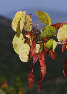 Πόρος-Τροιζηνία topoguide