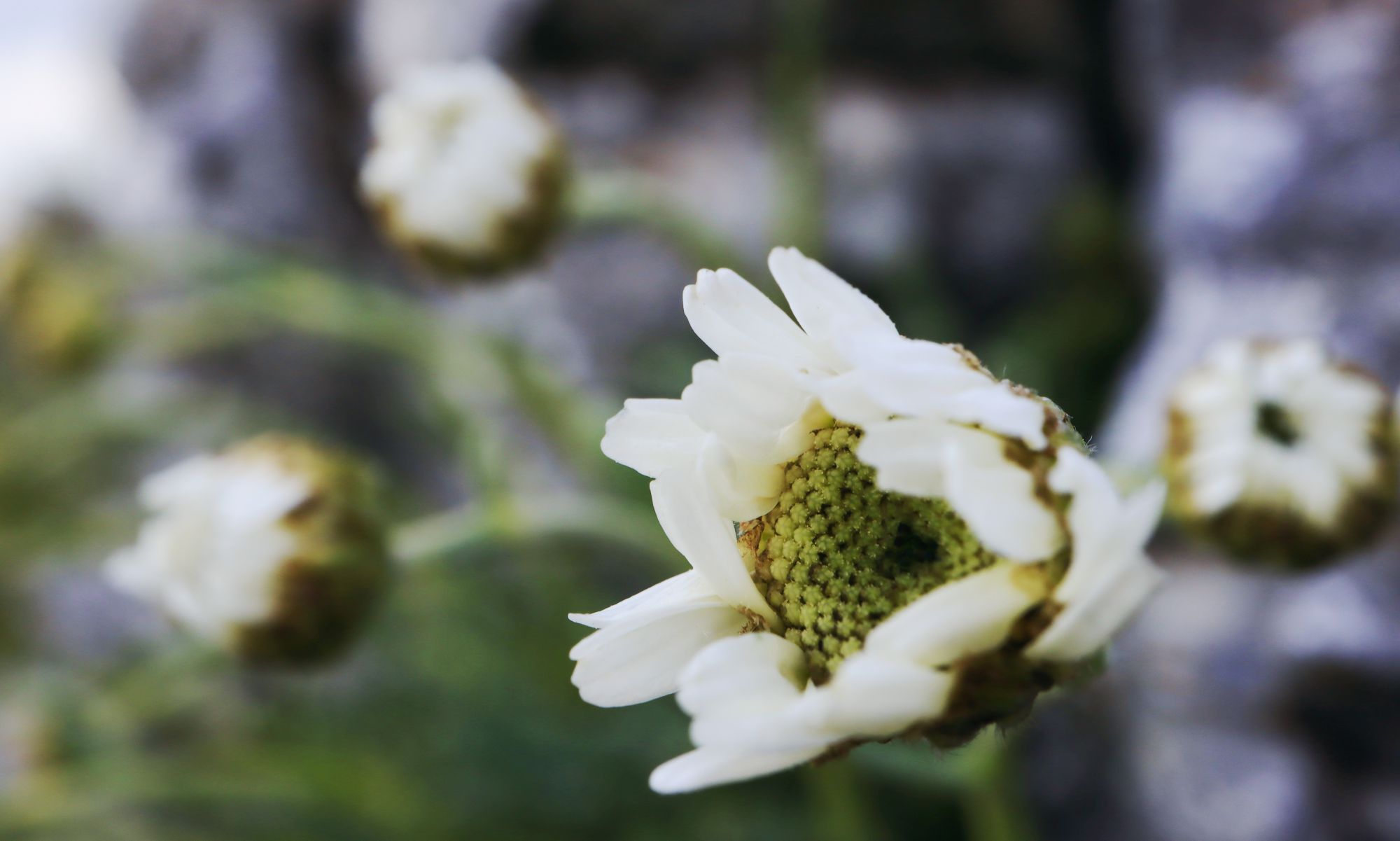 Καμβούνια όρη, Βουνάσα: Achillea ageratifolia