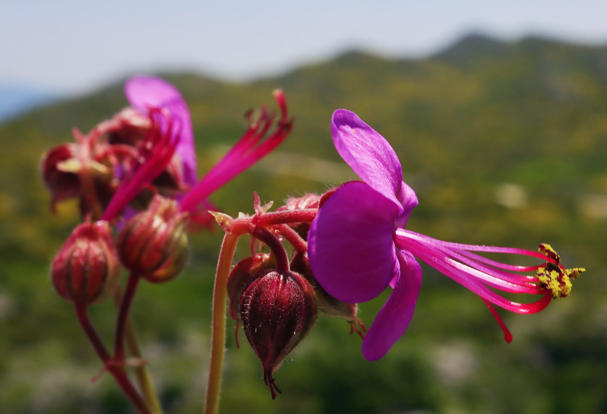 Μάλι Μάδι: Το Geranium macrorrhizum στολίζει τα βράχια των κορυφών