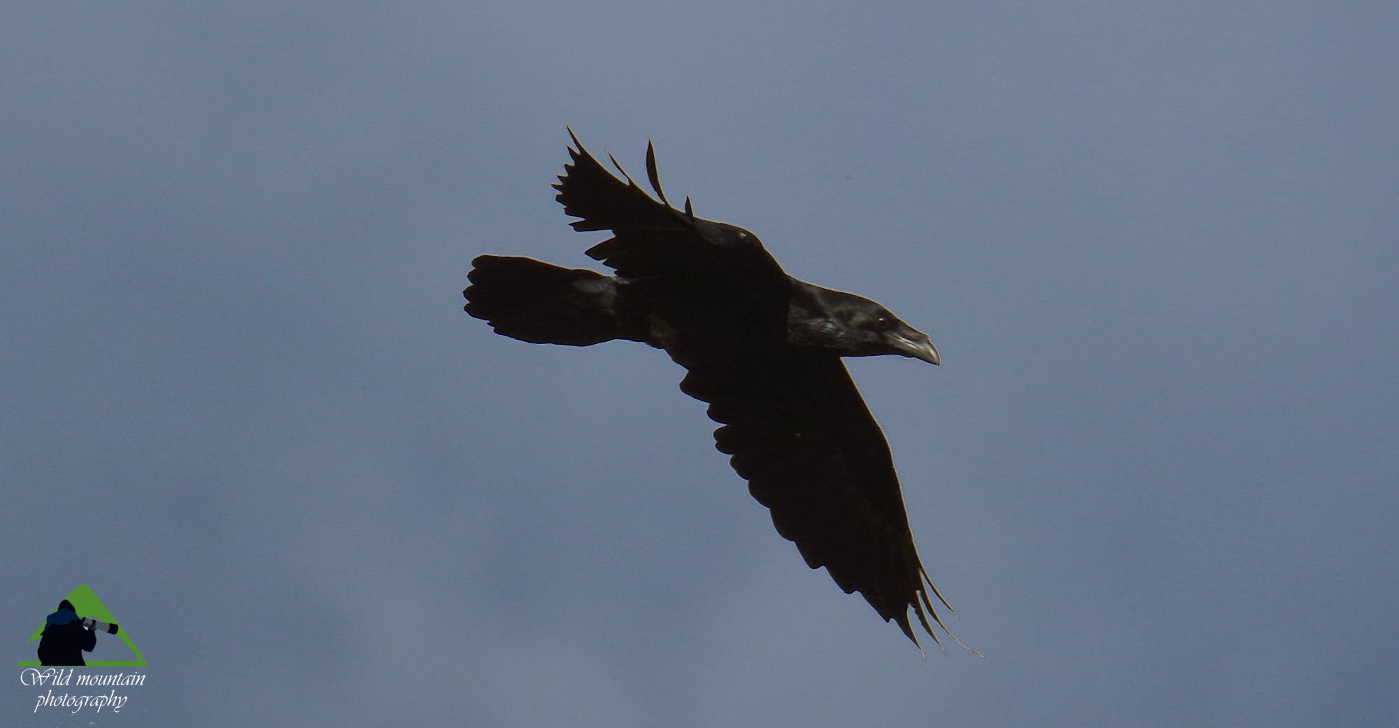 Όρος Όρλιακας: Κόρακας (Corvus corax)