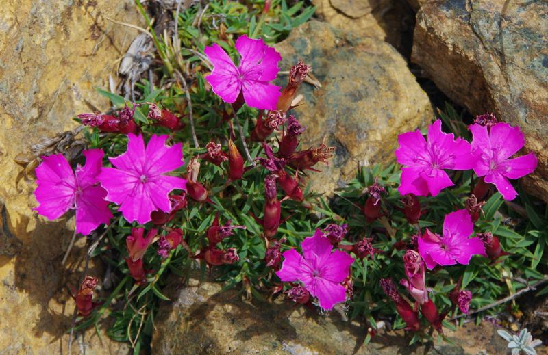 Βάλια Κάλντα, Ε6 Περιβόλι-Βάλια Κάλντα: Dianthus haematocalyx ssp. pindicola