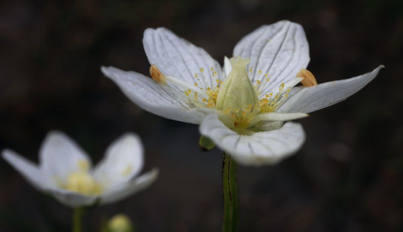 Βάλια Κάλντα, Ε6 Μηλιά-Βάλια Κάλντα: Parnassia palustris