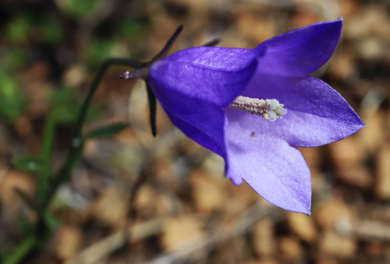 Βασιλίτσα, Αβδέλλα-κορυφή Βασιλίτσας: Campanula albanica subsp. albanica