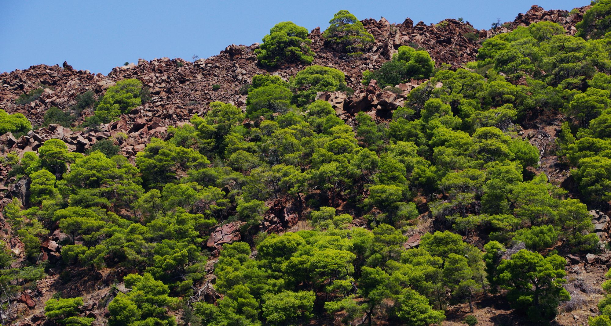 The vegetation of Methana peninsula: Aleppo pine colonizes even the more aride and steep volvano terrains