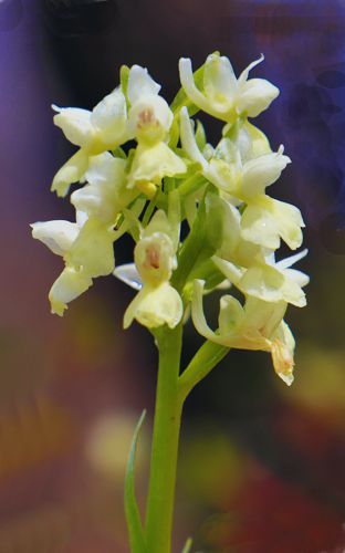 Αρκαδικά Μονοπάτια: Orchis pauciflora