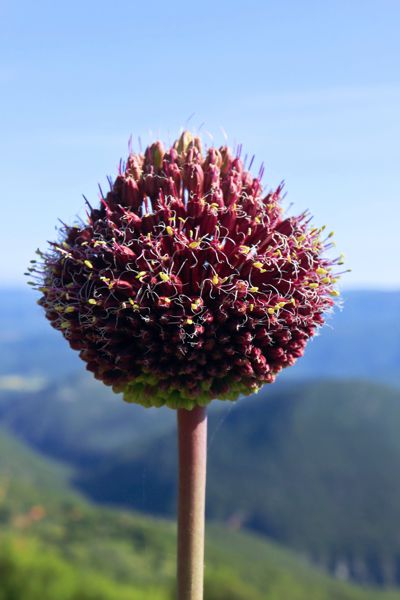 Allium bourgeaui subsp. cycladicum