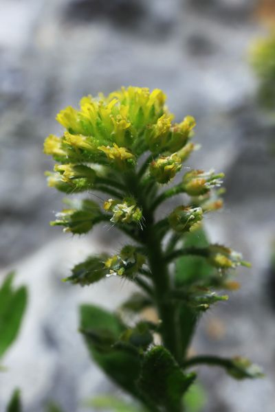Alyssum alyssoides