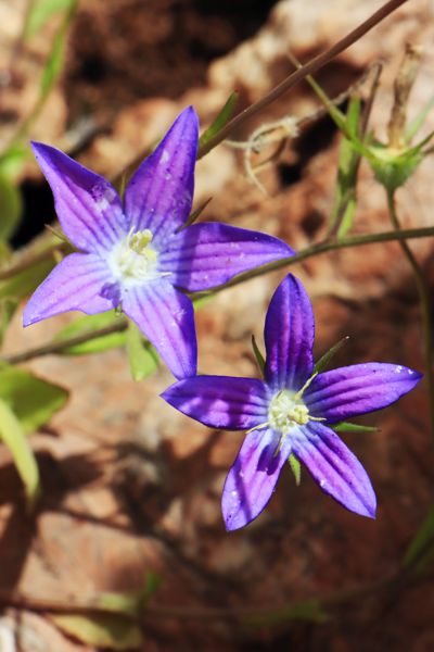 Campanula ramosissima