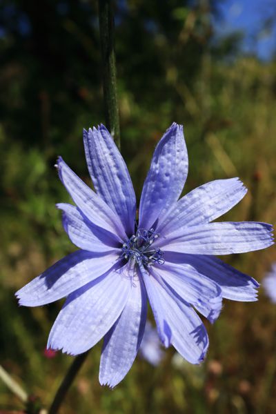 Cichorium pumilum