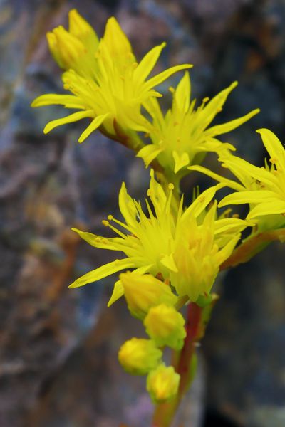 Sedum laconicum subsp. laconicum