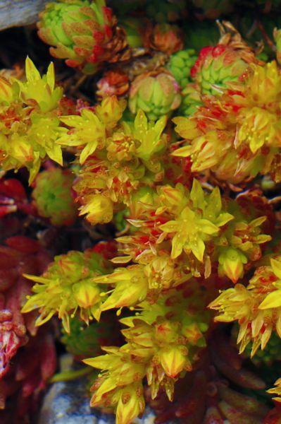 Sedum amplexicaule subsp. tenuifolium