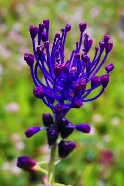 Muscari
