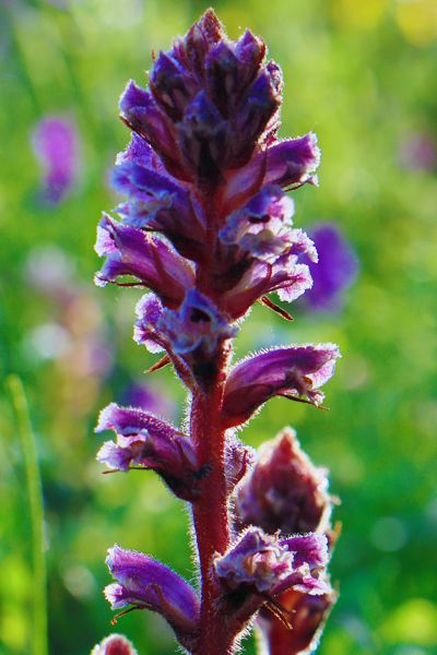 Orobanche pubescens