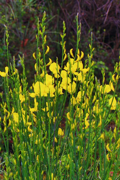 Spartium junceum
