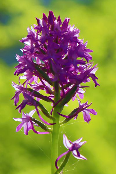 Anacamptis pyramidalis