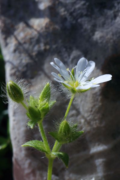 Cerastium brachypetalum subsp. roeseri