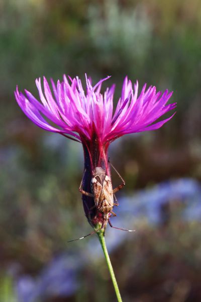 Crupina crupinastrum
