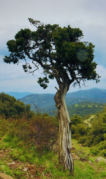 Αρκαδικά Μονοπάτια & Apollo Trails: Κοινή άρκευθος (Juniperus communis subsp. communis)