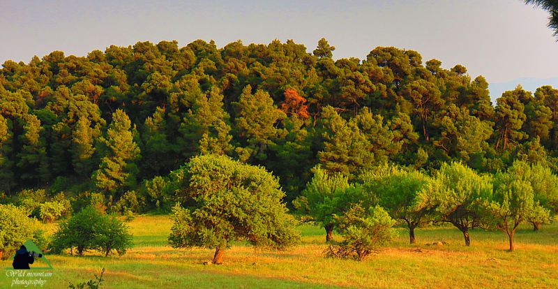 Κεντρική Εύβοια/Δίρφυς topoguide