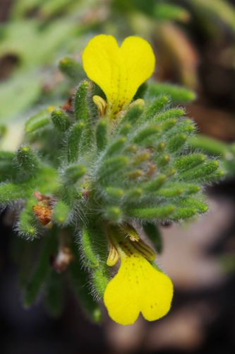 Εθνικός Δρυμός Αίνου: Ajuga chamaepitys