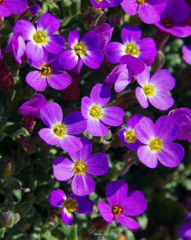 Εθνικός Δρυμός Αίνου: Aubrieta deltoidea