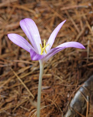 Εθνικός Δρυμός Αίνου: Colchicum sfikasianum