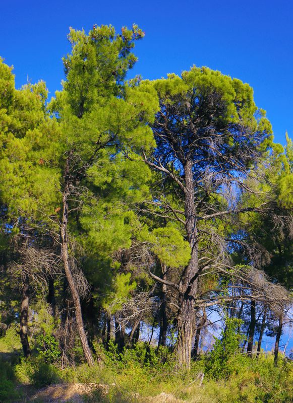 Θαλάσσιο Πάρκο Αλοννήσου Βορείων Σποράδων: Τόσο τα μεγάλα, όσο και τα μικρά νησιά των Βορείων Σποράδων καλύπτονται από ένα μωσαϊκό πευκοδασών, θαμνώνων, φρυγάνων και πετρότοπων
