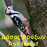 Δάσος Φράξων Αγίου Βαρνάβα