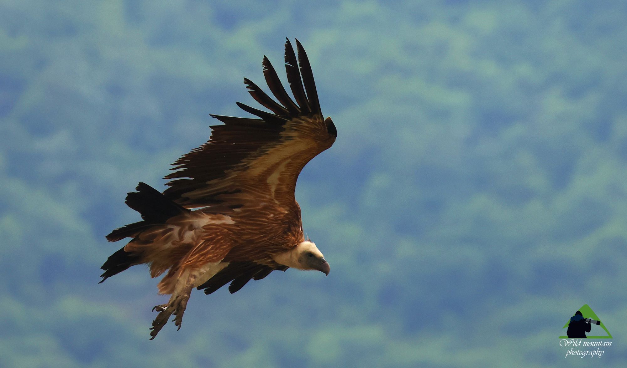 Εθνικό Πάρκο Δαδιάς: Όρνιο (Gyps fulvus) σε πτήση