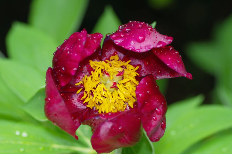 Εθνικός Δρυμός Παρνασσού: Paeonia parnassica, ενδημική παιώνια του Παρνασσού και του Ελικώνα