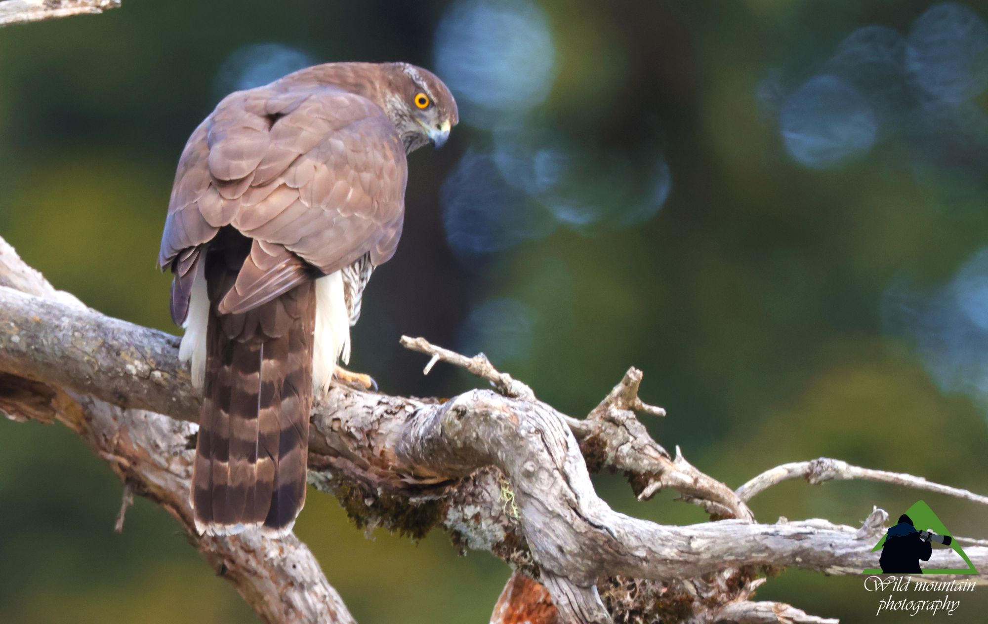 Εθνικός Δρυμός Οίτης: Διπλοσάινο (Accipiter gentilis), ο φοβερός κυνηγός του δάσους