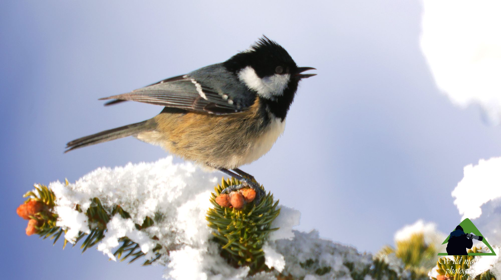 Εθνικός Δρυμός Οίτης: Ελατοπαπαδίτσα (Periparus ater), το πουλί με το μεγαλύτερο υψομετρικό εύρος μέσα στο ορεινό δάσος